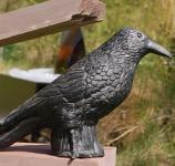 corbeau - raven 